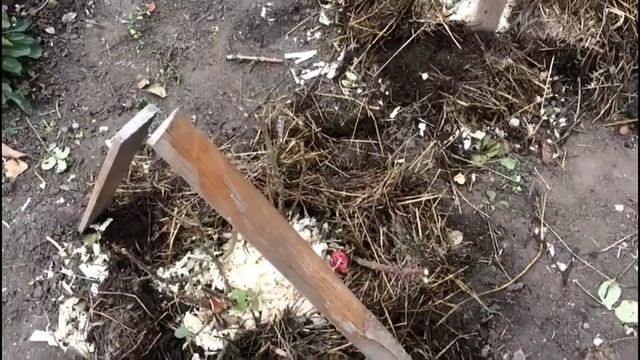 Укрываем розы на зиму