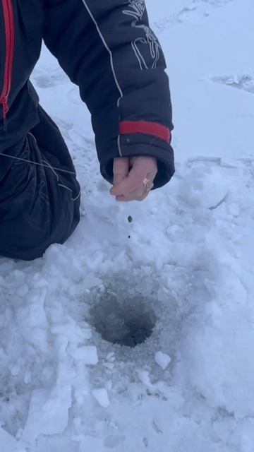 Щука на жерлицы . Иваньковское водохранилище #рыбалка #жерлицы #щука