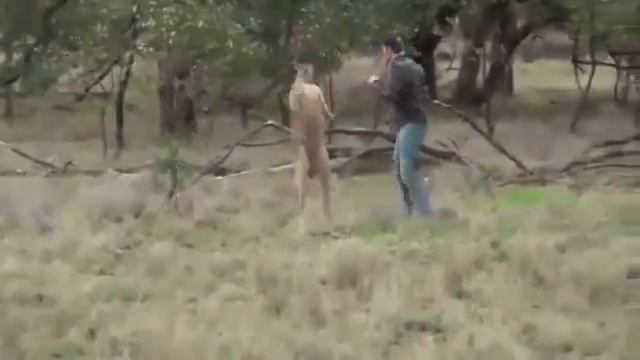 Втащил кенгуру