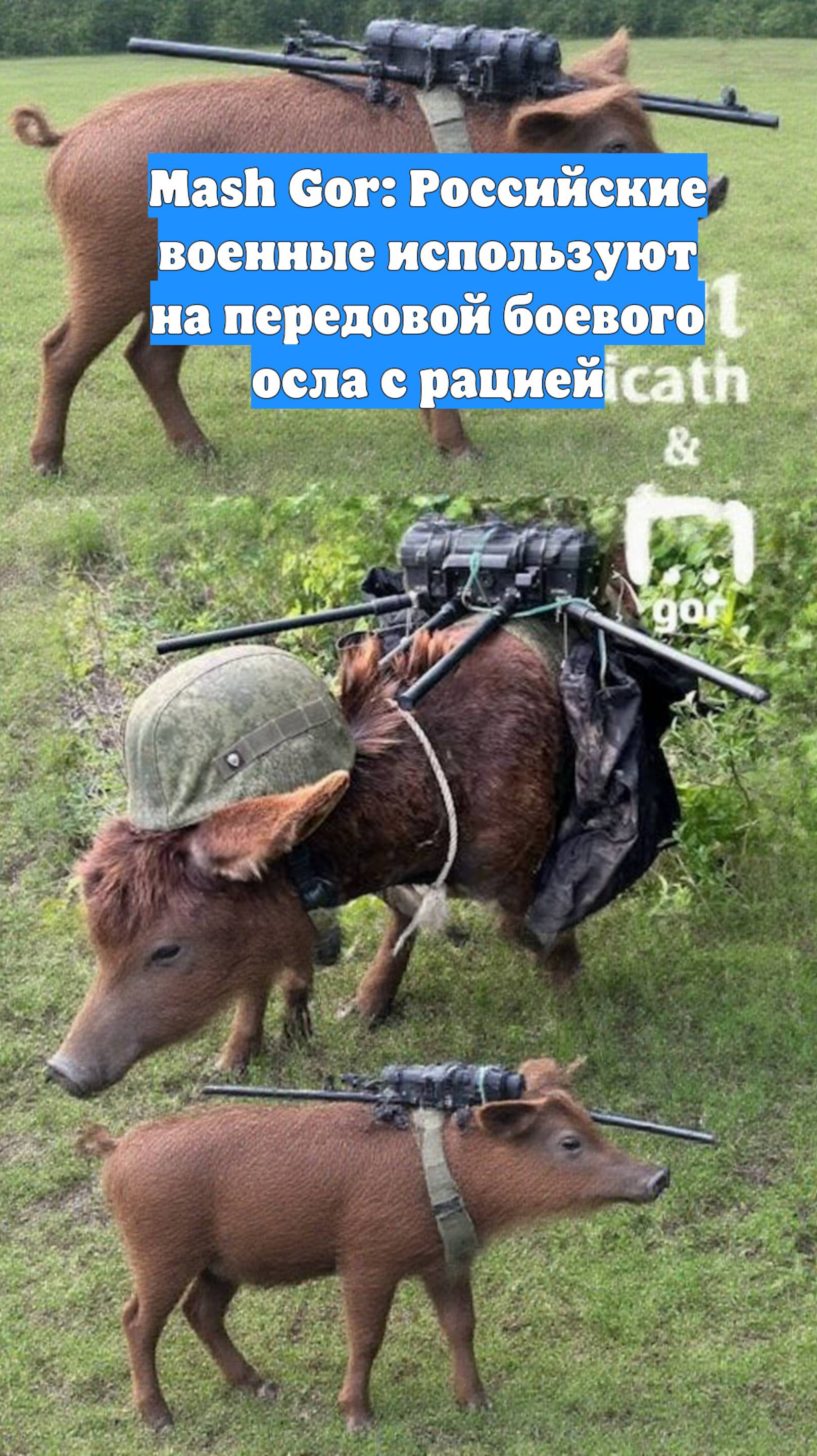 Mash Gor: Российские военные используют на передовой боевого осла с рацией