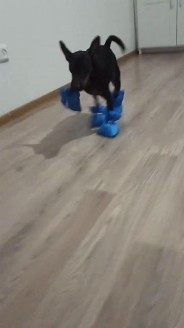 сшила первые собачьи сапоги) не удались)