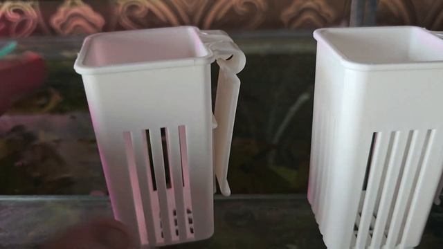 #цветываквариуме Спатифиллум пересадил в аквариум