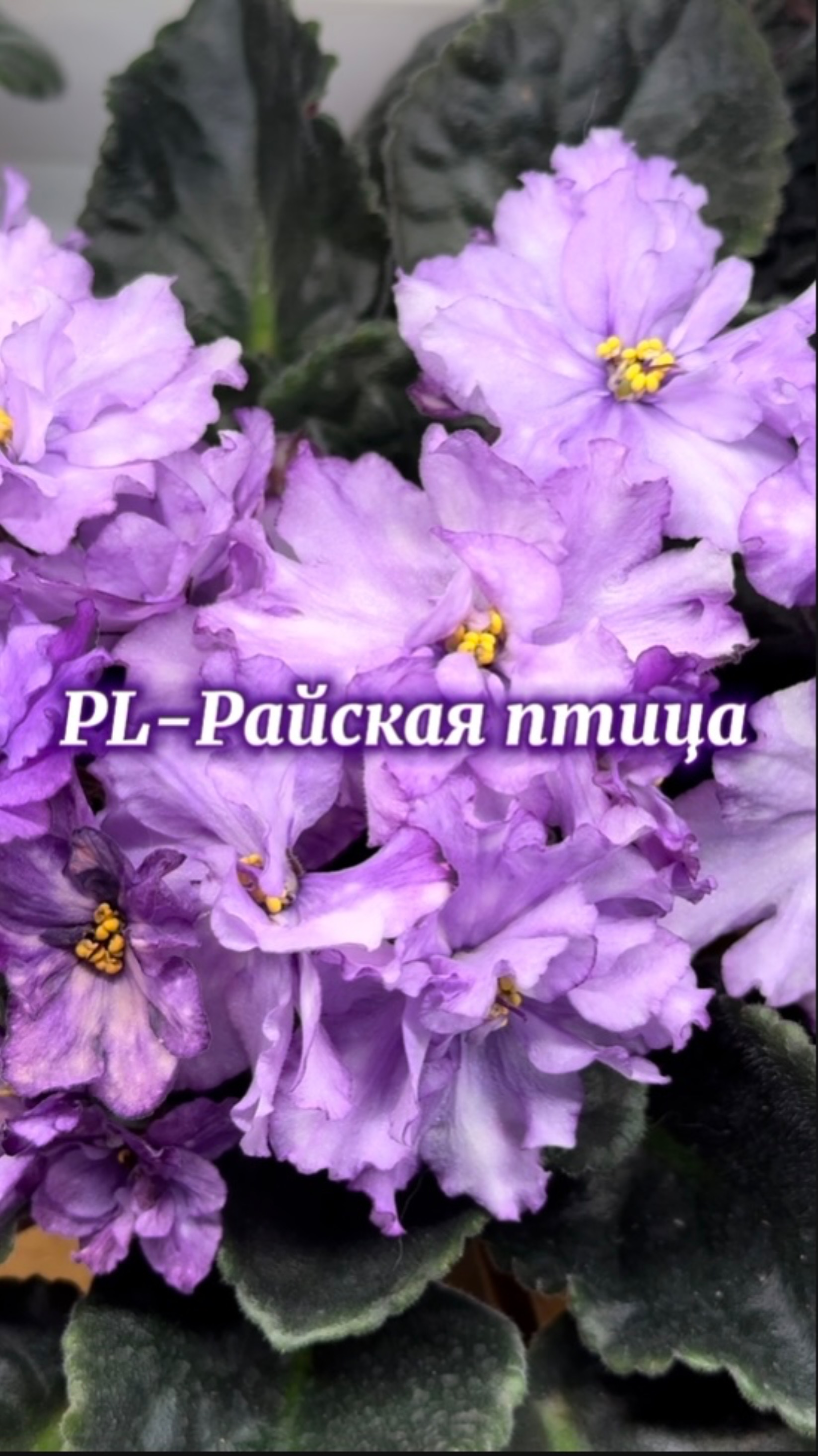 PL-Райская Птица