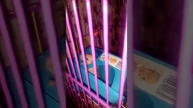 Прикольные песчаные мышки