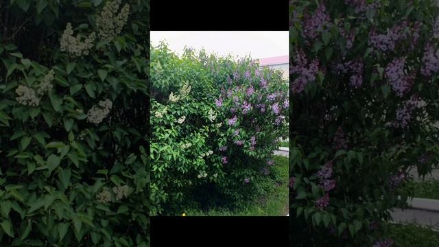 краски Мая