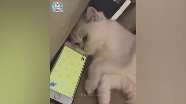 Приколы с животными