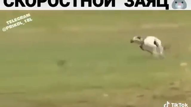 Прикол