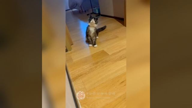 Наш TG https://t.me/liveofcats