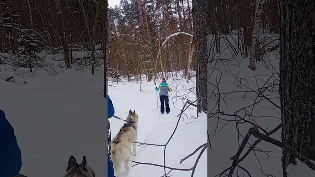 катаемся на лыжах#прикол #хаски #animals #dog #будни #собака #лес #