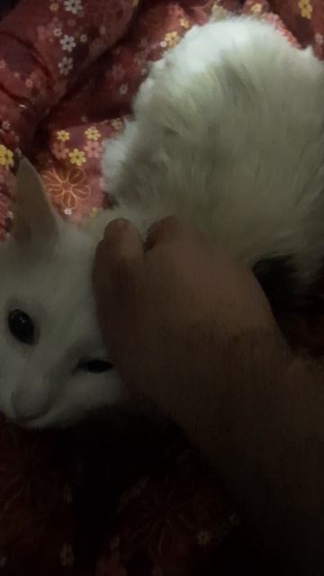 Новое место коту Васе сделал