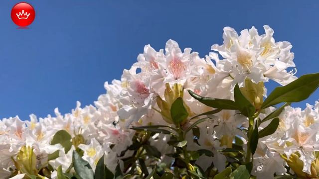 Рододендроны в парке Галицкого яркие краски Краснода?
