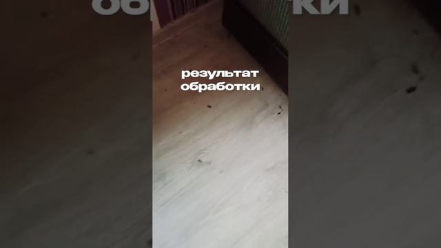 Что делать с тараканами ?