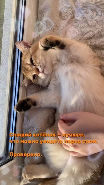 Мягкий, теплый, уютный ☺️