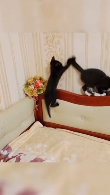 Котята ищут дом!