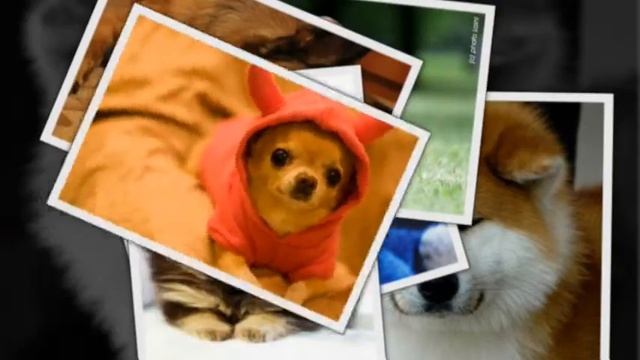 САМЫЕ СМЕШНЫЕ СОБАКИ 2015 - Лучшая Подборка #6 - Прикольные и Весёлые Собаки - ДО СЛЁЗ