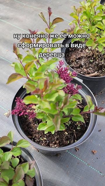 Сирень мейера Ред Пикси