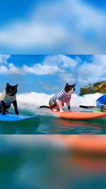 Cute Cats at the Beach - Funny Cats Doing Human Things