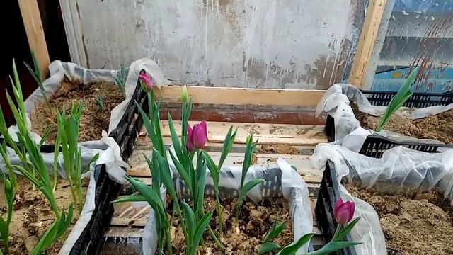 Завершающий этап выгонки тюльпанов.