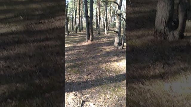 Красивые сосны ветвятся на солнышке в Клязьминской пойме весной