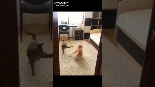 &. Милые животные