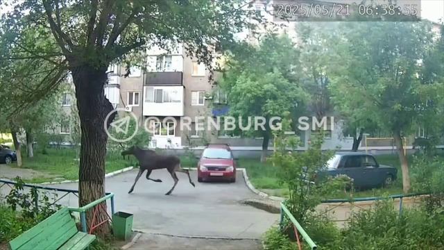 Лось пробежал по двору жилого дома в Орске.🤯