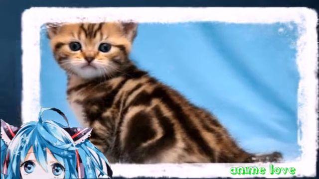 Картинки котиков под музыку