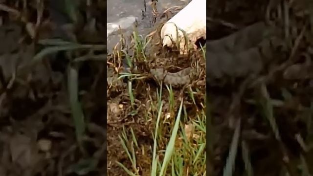Прикол , змея поймала рыбу