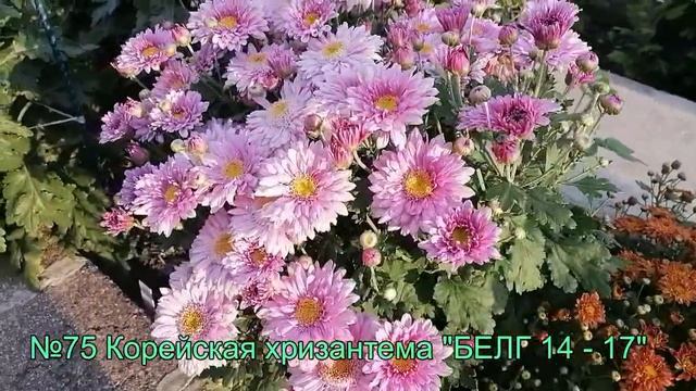 №75 Корейская хризантема БЕЛГ 14   17