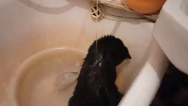 "Кошка, которая любит играть с водой."