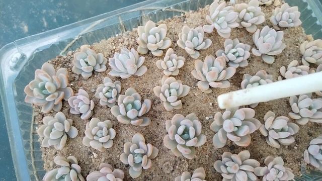 Укоренение Суккулентов