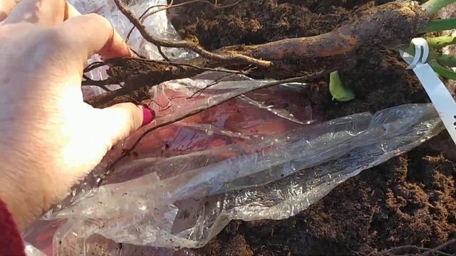 07.11.2024г. Посылка из питомника роз Аккиевых. Часть 2.