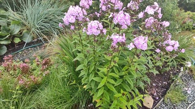 Флокс метельчатый🌸05.08.2024