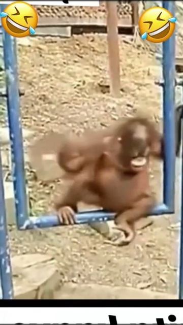 Monkey and monkey:-)
