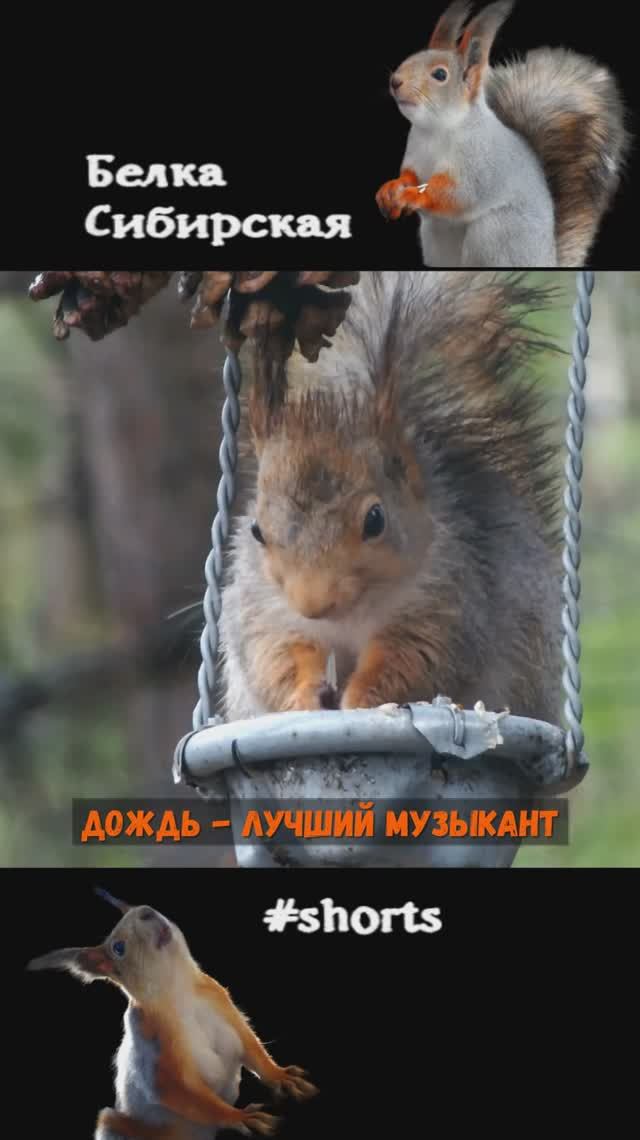 Белка под дождем