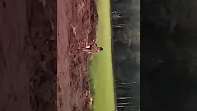 Бег по дерьму)) приколы
