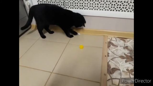 Дружба .                   #приколскотом, #смешныекоты2020, #кошки, #котята, #прикол, #сидим_дома