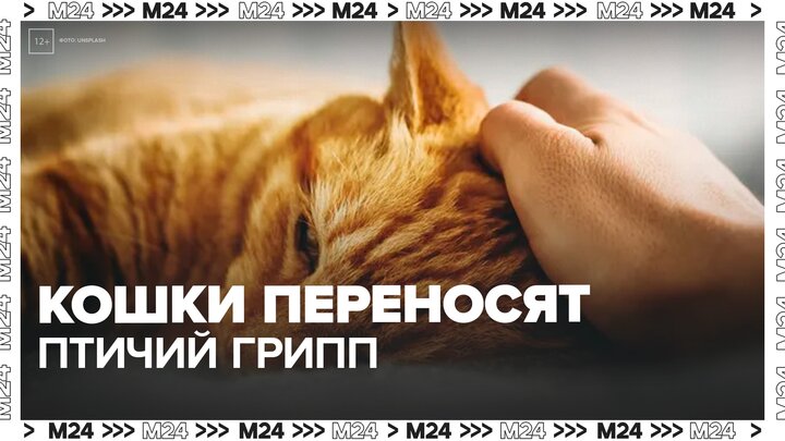 Россиян предупредили о возможном заражении птичьим гриппом от кошек - Москва 24