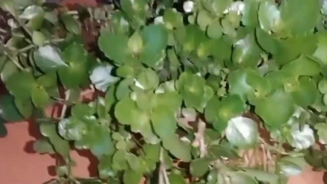 КАЛАНХОЭ.. КАК ЗАСТАВИТЬ КАЛАНХОЭ ЦВЕСТИ...