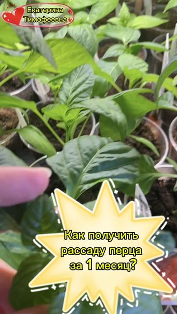 Рассада перцев за 1 месяц. Реально или нет? Подробности в видео.  #Рассада  #перец #топыкатегорий