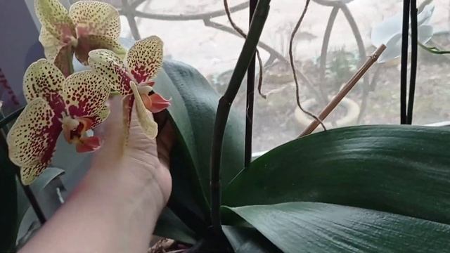 Роспуски орхидей на подоконниках🌺 Дикий кот🌺 Сакра?