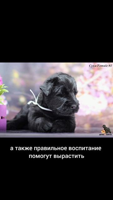 ЩЕНКИ РУССКОГО ЧЁРНОГО ТЕРЬЕРА