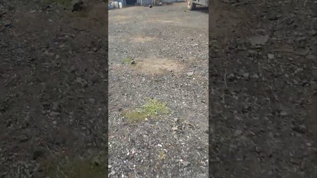 комбайн вектор моргает дисплей и не включается ремонт
