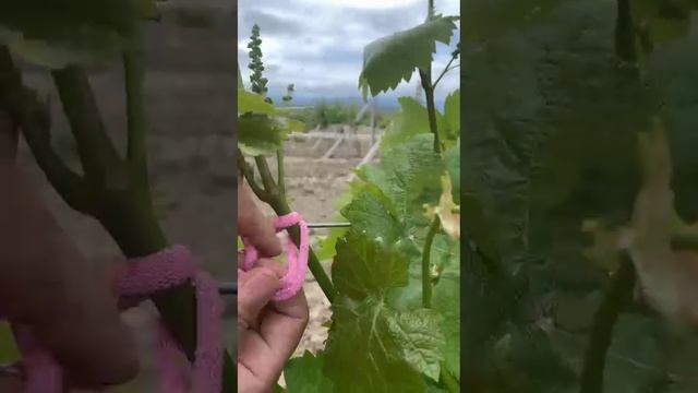 Зелёная подвязка побегов винограда
