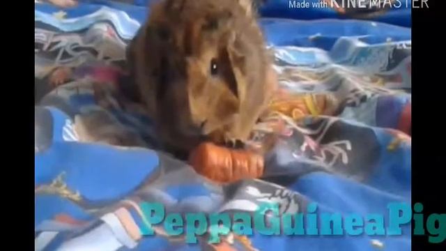 ЗОЛОТАЯ МОРКОВКА|ПАРОДИЯ НА РЕКЛАМУ "ЗОЛОТАЯ ЧАША"
