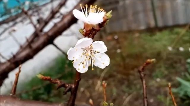 Цветы абрикоса Apricot flowers アプリコットの花 Aprikosenblüten Fleurs d'abri