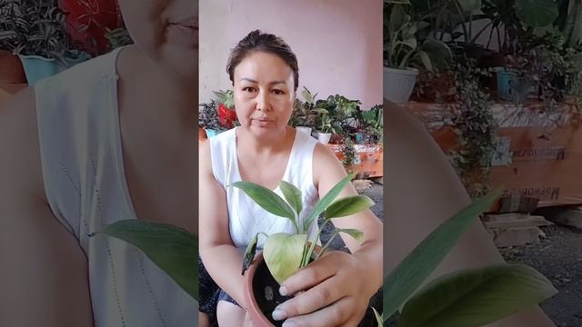 Спатифиллум (женское счастье) "Аял бакыты" гулум оспой