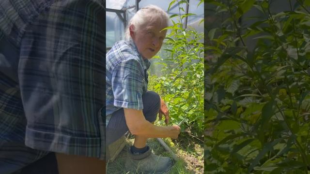 Як розмножити персики?🍑 вирощування персика з кісточ