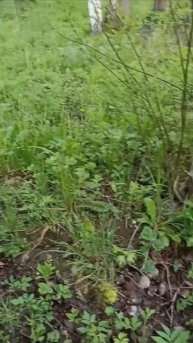 Сморчки у дома