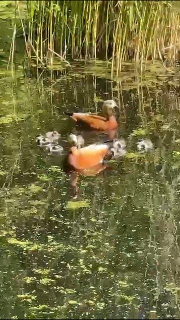 🦆Более 20 птенцов огарей поселились в Аптекарском огороде🦆