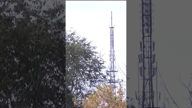 И каждый год сто лет подряд рябины красные стоят... #сти